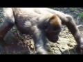 Neanderthal
