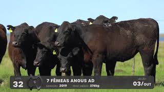 LOTE 32 - VENTRES ANGUS - LEILÃO SÃO BIBIANO 2021
