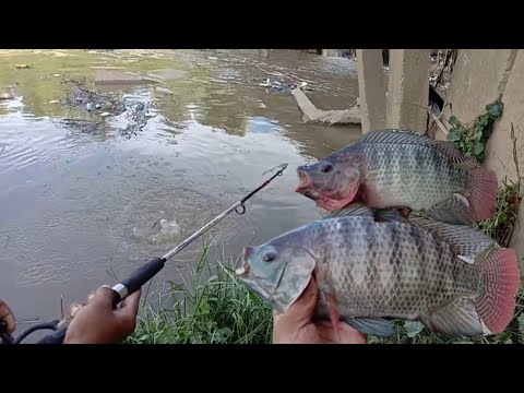 MANCING IKAN NILA LIAR DI AIR KERUH..!! UMPAN ANDALAN SOLUSI NYA
