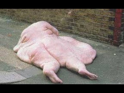 Top 5 pessoas mais gordas do mundo. - YouTube