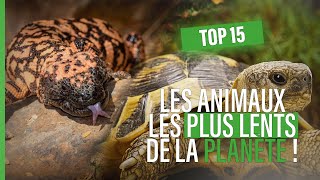 Top 15 Des Animaux Les Plus Lents De La Planète