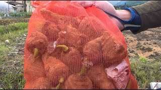 How To Grow Japanese Taro Satoimo