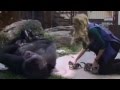 LANGUE DES SIGNES / Koko la gorille & le chat Boulette
