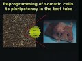 reprogrammed stem cells