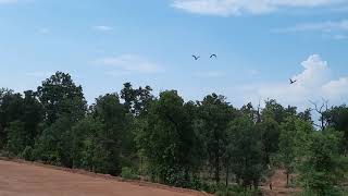Unseen Birds Tadoki Antagarh Kanker Cg Railway Track
