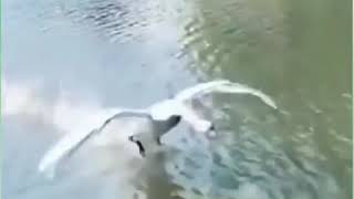 İlginç Videolar Sonuna Kadar Izleyin Abone Olmayı Unutmayın