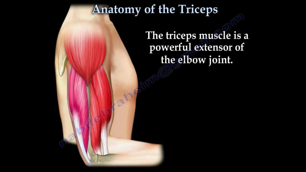 Anatomy Of The Triceps - Everything You Need To Know - Dr. Nabil
