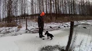 Pheasant And Duck Hunting. Vadászkutyák Munkában 3.Deutsch Drahthaar, Jagdterrier