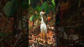 The Egret Nikon Coolpix B600 Sample