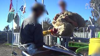 Lambs Cry Out in Search of Their Moms