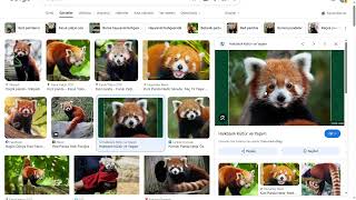Kizil Panda Nedir?