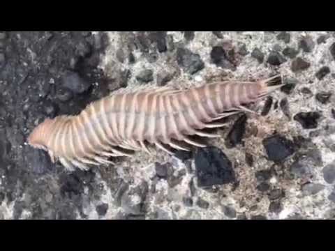 怪物,奇形,醜い,グロ,生き物,動物,深海生物,水棲生物,岩場,