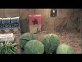 Best Stuffed VIne,Cabbage Leaves W/ Avgolemono Sauce, Dolmathes