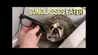 These Guilty Dogs Are So Funny