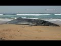 Beached humpback whale near Durban, South Africa