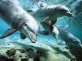 Relax Music _ Nature and Dolphins _ Natura e Delfini Relax Music _ Nature and Dolphins _ Natura e Delfini