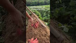 Você Conhece O Segredo Da Batata-Doce?