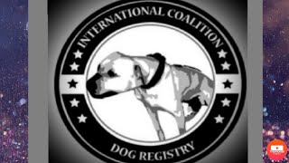 I.c.d.r. American Pitbull Terrier School Boy Lives