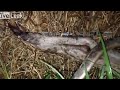 Carpet Python Eats Kangaroo New 2014