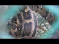 Big snake eats chicken2 Davao Mindanao Philippines 蛇の捕食2 ダバオ フィリピン ShincoyTV
