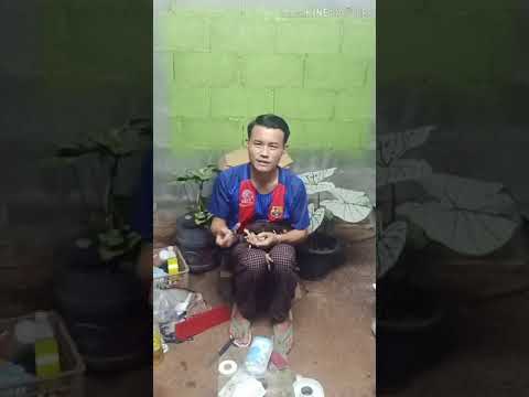 วิธีรักษาไก่ลงพื้นดี 100% ( เวอร์ชั่นภาษาลาว )