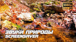 Живая Природа - Ручеек | Звуки Природы | Звуки Ручья | Шум Воды | Релаксация | Антистресс | Заставка