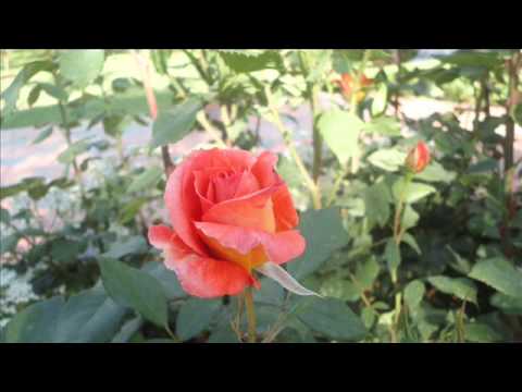 ye sama sama hai ye pyar ka -jab jab phool khile