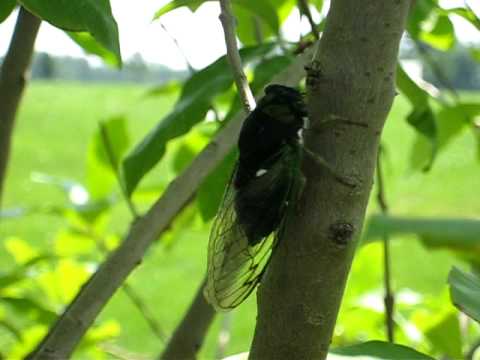 Summer cicada sound and video