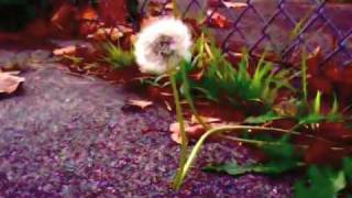 Watch Eels Rotten World Blues video