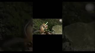 Squirrels Star Wars