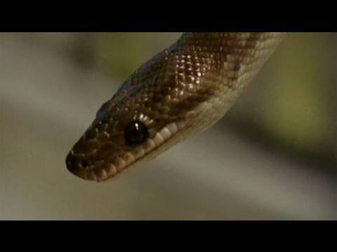 Snake Bytes TV - Clone Wars