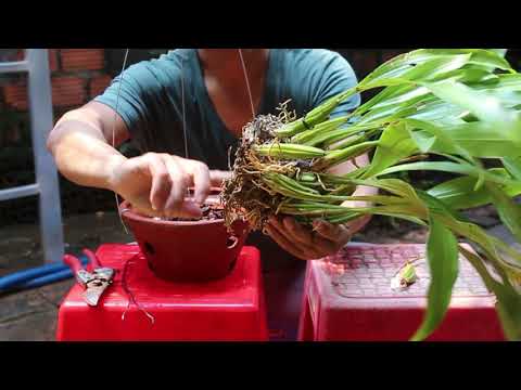 Trồng Lan thanh đạm quá đơn giản cho người mới