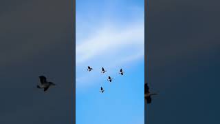 Bandada De Gansos - Flock Of Geese