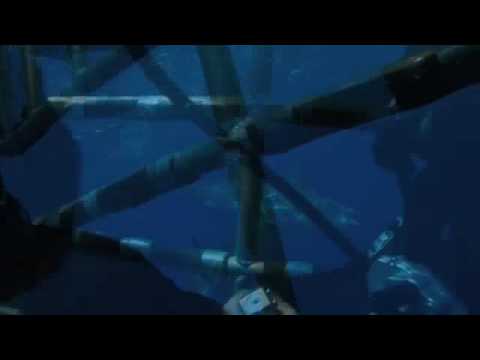 Diving - Guadalupe Island guadalupe island beaches. Diving - Guadalupe Island