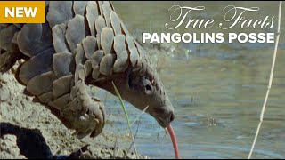 True Facts : Pangolins Posse