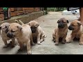 Chó Con Dễ Thương | Cute puppy dogs videos
