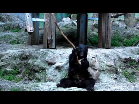 バトントワラー　熊　クラウド　安佐動物公園　カンフー