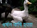 dog crossing with duck || animals cross video || dog sex