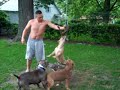 Razors Edge pit bull terriers