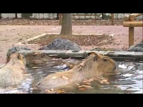 埼玉カピバラ温泉（紅葉） [Capybara]