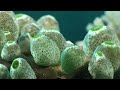 Dakuwaqa's Garden - Underwater footage from Fiji & Tonga