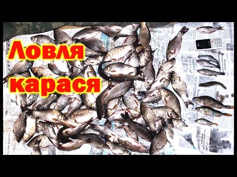 как ловить карася в мае снасти как ловить карася в мае снасти