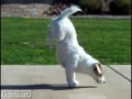 Köpeği