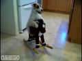 Köpeği
