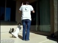 Köpeği