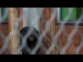 Samenvoeging chimpansee Linda - Stichting AAP
