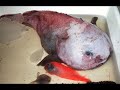 Fish From Hell! The Worlds Strangest and Bizarre Sea Creatures!