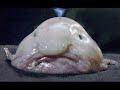 weird marine animals