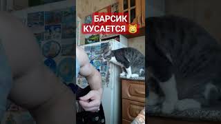 Брось Гитару И Гладь Меня! 😸 #Shorts #Кот #Животные #Animals #Cat