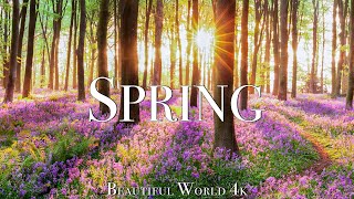Amazing Colors of Spring 4K Nature Relaxation Film - Relaxing Piano Music - Natu